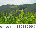 New tea sprouts 139382998