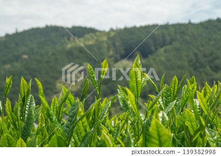 New tea sprouts New tea sprouts 139382998