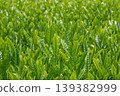New tea sprouts 139382999