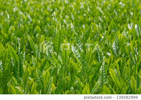 New tea sprouts New tea sprouts 139382999