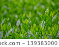 New tea sprouts 139383000