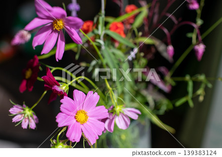 Cosmos flowers displayed by the window; petals floating in a vase. 139383124