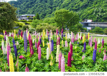 [Sagamihara City] Lupins in full bloom at Tsukui Lake Shiroyama Park 139383236