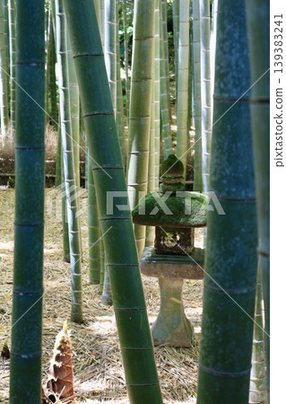 竹林中的竹筍 竹林中的竹筍 139383241