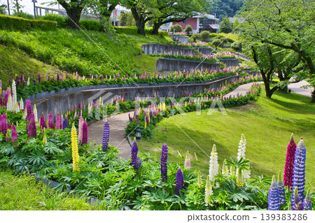 【相模原市】築井湖城山公園的魯冰花盛開 【相模原市】築井湖城山公園的魯冰花盛開 139383286