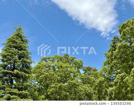 一片翠綠的針葉樹和落葉樹,映襯著湛藍的天空和潔白的雲朵,構成了一幅美麗的風景。 一片翠綠的針葉樹和落葉樹,映襯著湛藍的天空和潔白的雲朵,構成了一幅美麗的風景。 139383298