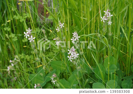 白花蠅子草(Silene japonica)- 2026年4月 白花蠅子草(Silene japonica)- 2026年4月 139383308