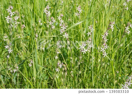 白花蠅子草(Silene japonica)- 2026年4月 白花蠅子草(Silene japonica)- 2026年4月 139383310