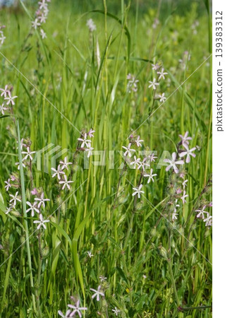 白花蠅子草(Silene japonica)- 2026年4月 白花蠅子草(Silene japonica)- 2026年4月 139383312
