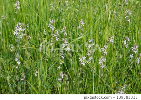 白花蠅子草(Silene japonica)- 2026年4月 白花蠅子草(Silene japonica)- 2026年4月 139383313