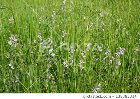白花蠅子草(Silene japonica)- 2026年4月 白花蠅子草(Silene japonica)- 2026年4月 139383314
