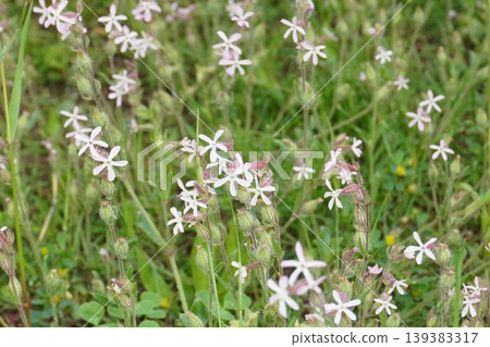 白花蠅子草(Silene japonica)- 2026年4月 白花蠅子草(Silene japonica)- 2026年4月 139383317