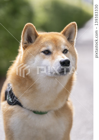 Shiba Inu (5-year-old male) 139383330