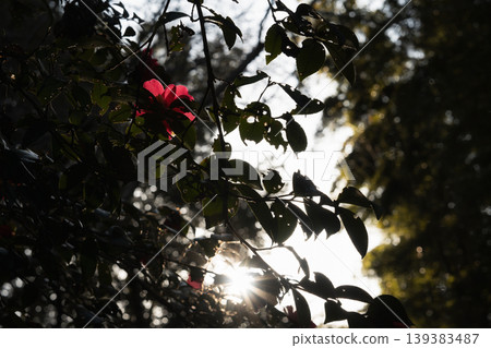 The interplay of light and shadow creates a fantastical scene with camellia blossoms and dappled sunlight. The interplay of light and shadow creates a fantastical scene with camellia blossoms and dappled sunlight. 139383487