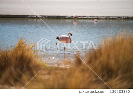 Serene pink flamingo bird standing in wild nature lake in Bolivia Serene pink flamingo bird standing in wild nature lake in Bolivia 139383580