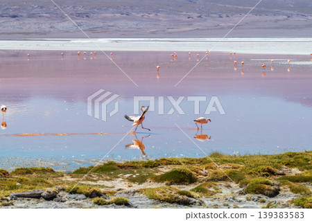 Serene pink flamingos at Laguna Colorada in Bolivia colorful salt lake Serene pink flamingos at Laguna Colorada in Bolivia colorful salt lake 139383583