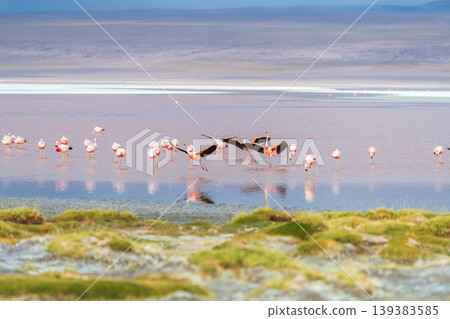 Graceful flamingo flying over vibrant water of Laguna Colorada Bolivia Graceful flamingo flying over vibrant water of Laguna Colorada Bolivia 139383585