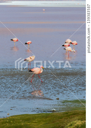 Serene wild flamingo wading in water of Laguna Colorada Bolivia Serene wild flamingo wading in water of Laguna Colorada Bolivia 139383587