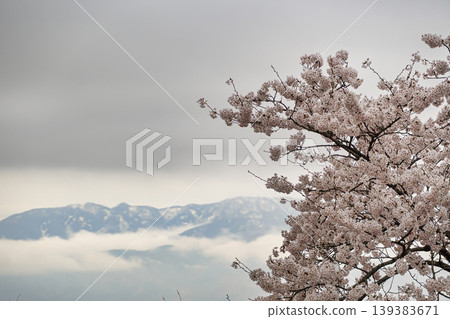 櫻花盛開,映襯著白雪皚皚的山峰和茫茫雲海。 櫻花盛開,映襯著白雪皚皚的山峰和茫茫雲海。 139383671