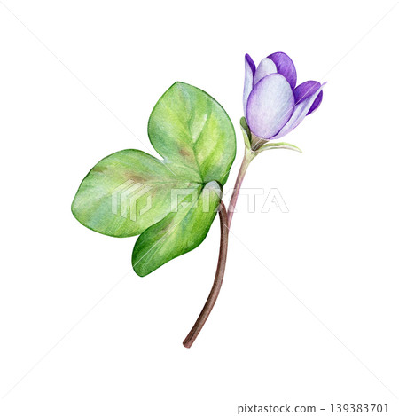 Purple spring flower bud, anemone hepatica, liverwort. Hand drawn botanical watercolor illustration isolated on white background. Good for prints, packaging, branding, stationery and floral design 139383701