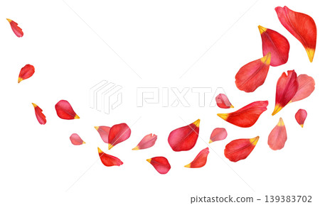 Red tulip petals with yellow tips arranged in a flowing diagonal composition. Hand-drawn botanical watercolor illustration on white background. Ideal for borders, invitations, packaging, stationery 139383702