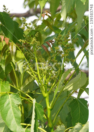 Ailanthus altissima buds, April 2026 Ailanthus altissima buds, April 2026 139383748