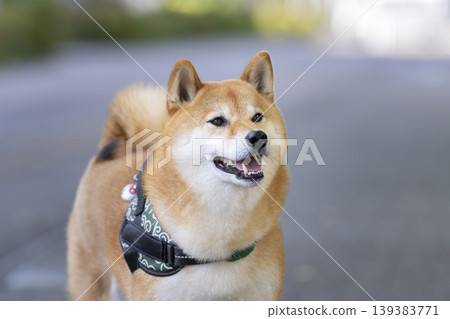 Shiba Inu (5-year-old male) Shiba Inu (5-year-old male) 139383771