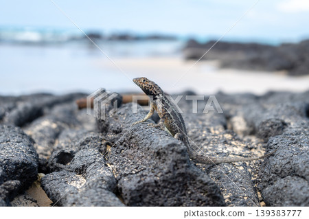 Lizard on the rocky beach of Isabela Island, Galapagos Lizard on the rocky beach of Isabela Island, Galapagos 139383777
