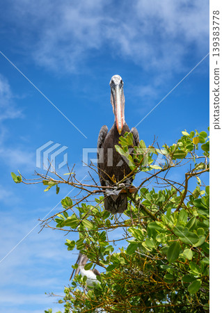 Brown Pelican perched in lush greenery of Isabela Island Brown Pelican perched in lush greenery of Isabela Island 139383778
