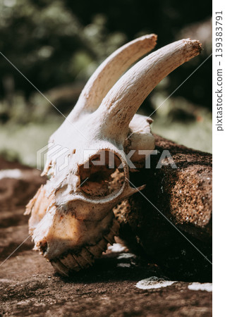 Goat skull at Kamuihei archaeological site, Nuku Hiva, French Polynesia Goat skull at Kamuihei archaeological site, Nuku Hiva, French Polynesia 139383791