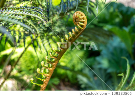 Young curled fern frond unfurling in a lush green environment Young curled fern frond unfurling in a lush green environment 139383805