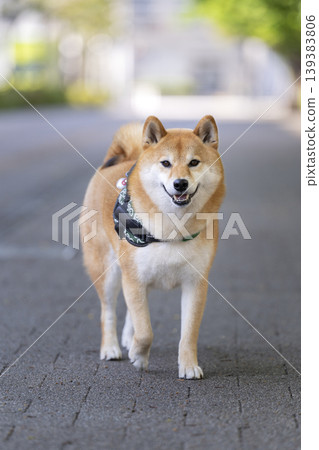 A Shiba Inu (5-year-old male) walking while looking directly at the camera. 139383806