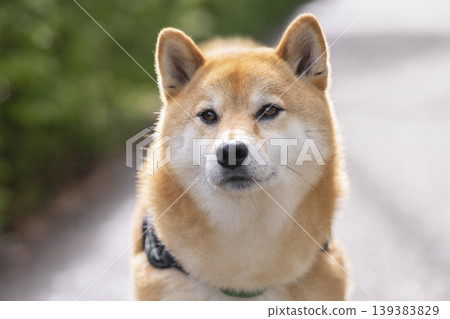 柴犬（5歲雄性） 139383829