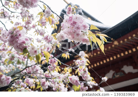Sakura Sakura Pink Taiwan cherry 桜 さくら カンヒザクラ Sakura Sakura Pink Taiwan cherry 桜 さくら カンヒザクラ 139383969
