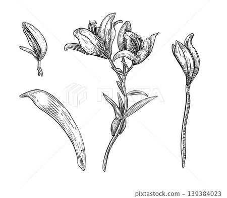 Lily flower on stem vector set in graphic sketch style. Detailed botanical black white illustration of budding lily and petal. Easter floral set ink drawing for design element for wedding invitation. Lily flower on stem vector set in graphic sketch style. Detailed botanical black white illustration of budding lily and petal. Easter floral set ink drawing for design element for wedding invitation. 139384023