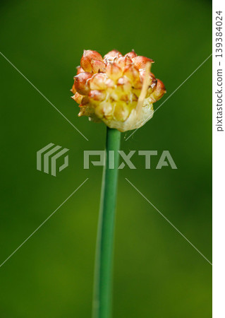 wild garlic flower buds growing in the field 139384024