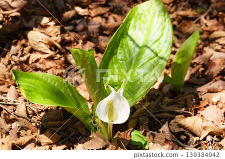 Skunk cabbage in Hokkaido in May 139384042