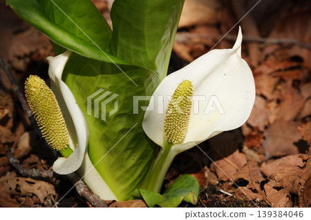 Skunk cabbage in Hokkaido in May 139384046
