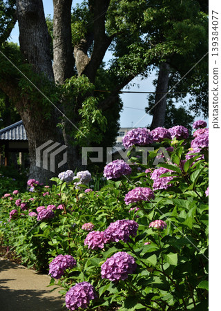 藤森神社繡球花園:紫色繡球花(京都市伏見區) 藤森神社繡球花園:紫色繡球花(京都市伏見區) 139384077