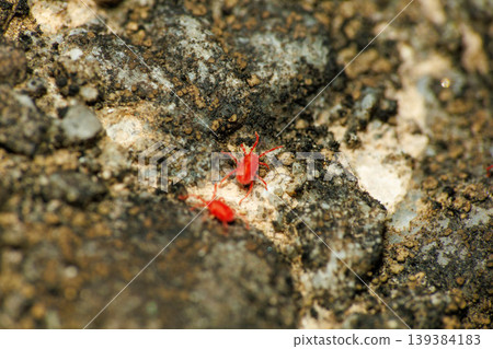Tiny red mites that move around on the ground in spring Tiny red mites that move around on the ground in spring 139384183