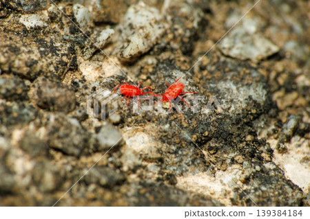 Tiny red mites that move around on the ground in spring Tiny red mites that move around on the ground in spring 139384184