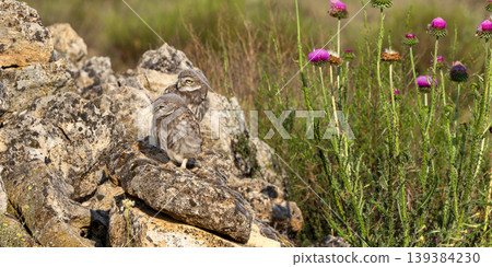 Little Owl, Spain Little Owl, Spain 139384230