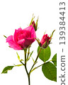 Red rose flower and bud 139384413