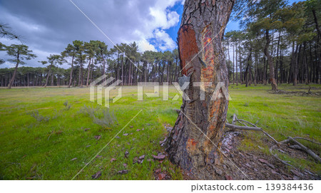 Maritime Pine Resin Industry, Spain 139384436