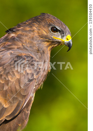 Buzzard, Spain Buzzard, Spain 139384450