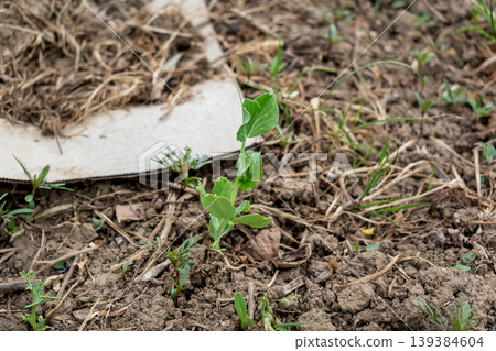 Cardboard in the garden and in permaculture, it provides nutrients and carbon, allows mulching, keeps the soil cool and serves as a method of weeding, brown corrugated cardboard, without ink or glue Cardboard in the garden and in permaculture, it provides nutrients and carbon, allows mulching, keeps the soil cool and serves as a method of weeding, brown corrugated cardboard, without ink or glue 139384604