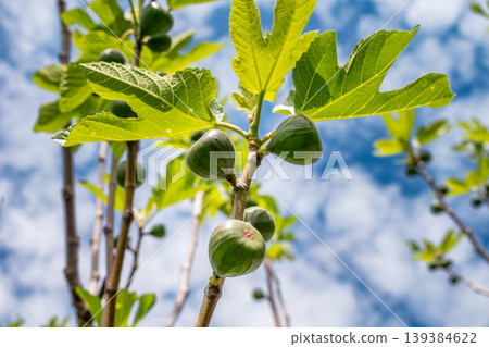 Green figs fruit hanging on the branch of a fig tree, ficus carica Green figs fruit hanging on the branch of a fig tree, ficus carica 139384622