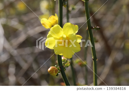 Yellow flowers of the Yunnan jasmine (Jasminum yunnanense) blooming in the spring garden. Yellow flowers of the Yunnan jasmine (Jasminum yunnanense) blooming in the spring garden. 139384816