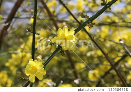 Yellow flowers of the Yunnan jasmine (Jasminum yunnanense) blooming in the spring garden. Yellow flowers of the Yunnan jasmine (Jasminum yunnanense) blooming in the spring garden. 139384818