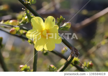 Yellow flowers of the Yunnan jasmine (Jasminum yunnanense) blooming in the spring garden. Yellow flowers of the Yunnan jasmine (Jasminum yunnanense) blooming in the spring garden. 139384819